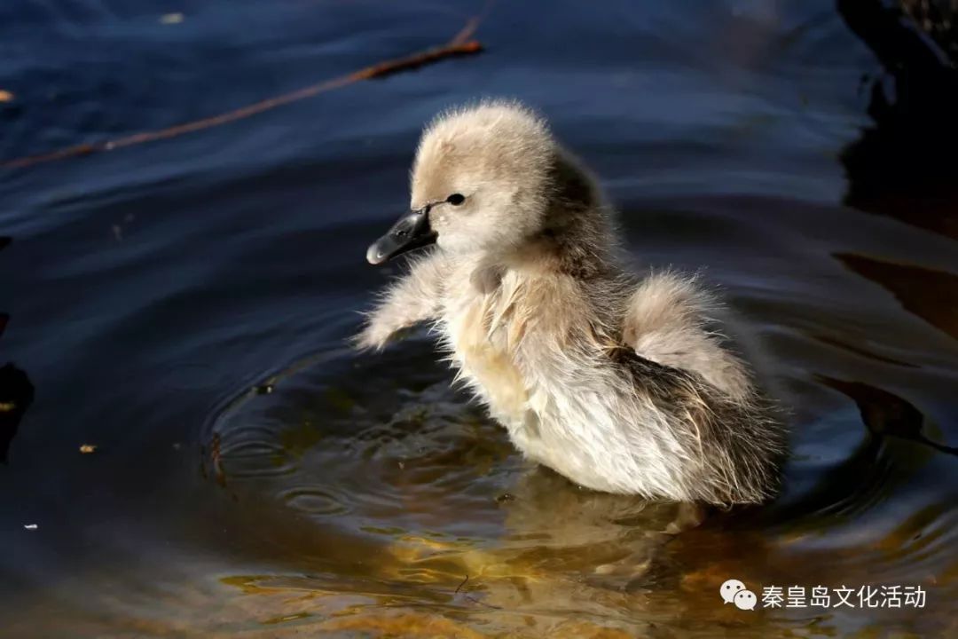 天鹅幼崽丑小鸭图片