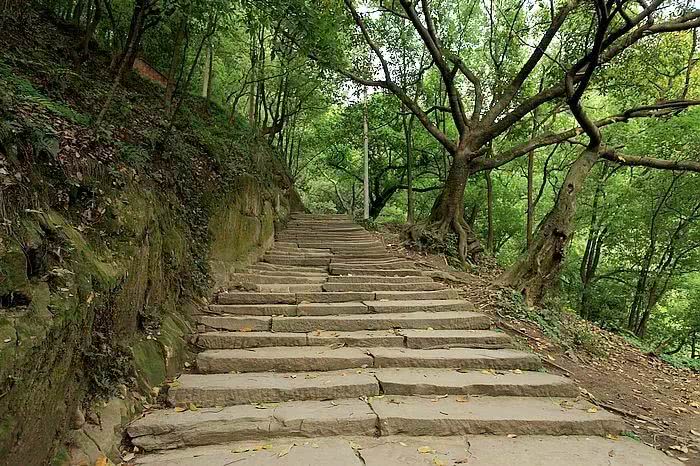 森林公園內步道區內空氣清新綠化植被良好梯道由青石鋪成沿途松林密佈