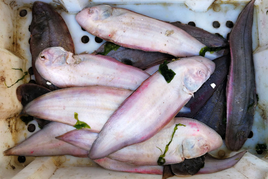 皮皮虾,鲜鲅鱼,八带鮹 休渔后菜市场鲜活海鲜数量少价正常