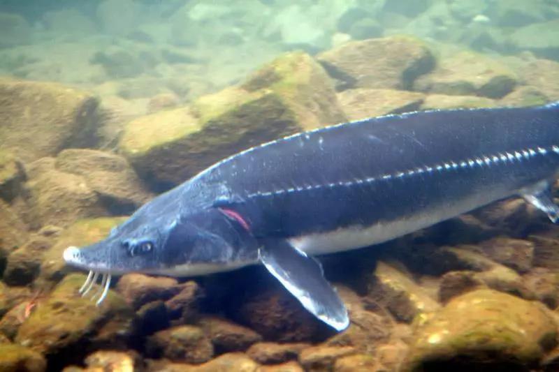 微靖江靖江這條神秘大魚咬住魚餌不放竟是國寶中華鱘