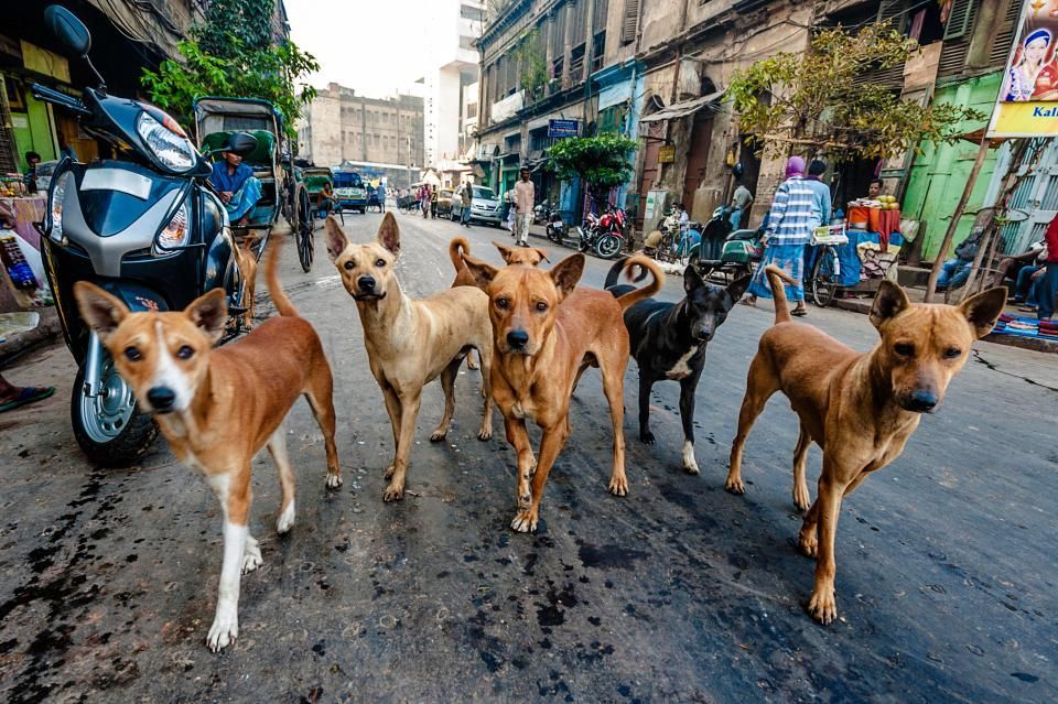 印度流浪狗泛滥成灾,一周内致6名儿童遭受攻击身亡
