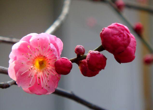 貴陽地區的梅花苗梅花小苗簡單介紹