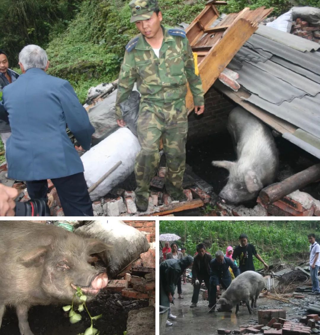 汶川地震十年了,还记得那头坚强的猪吗?