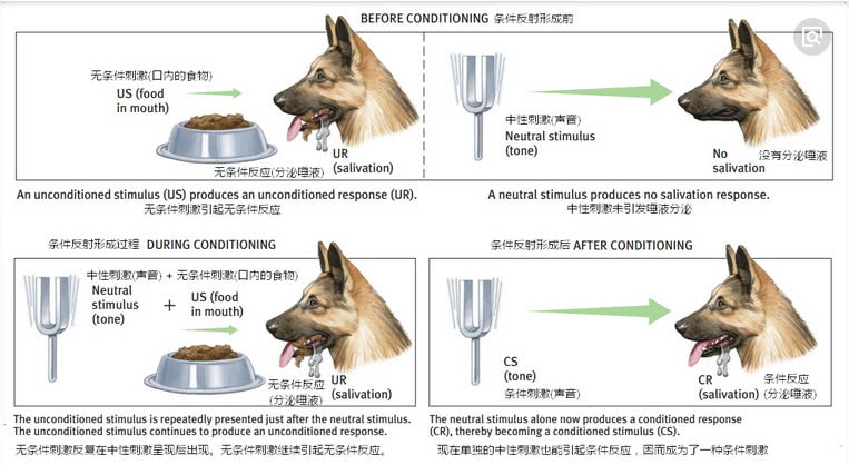 的条件发射"国外的生物学家伊凡·巴甫洛夫做过实验,一只饥饿的小狗