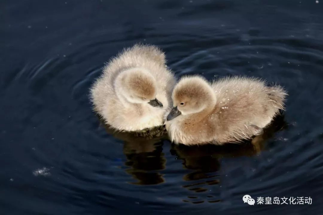 天鹅幼崽丑小鸭图片