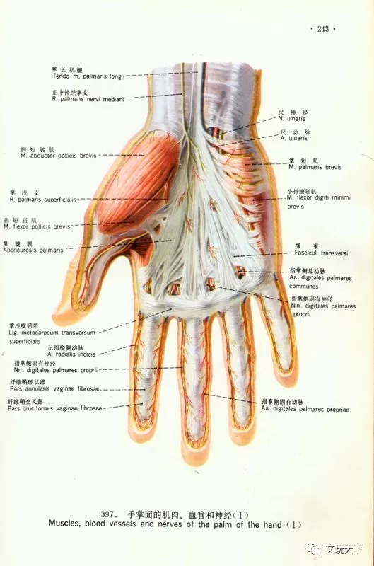 左手食指神经图图片