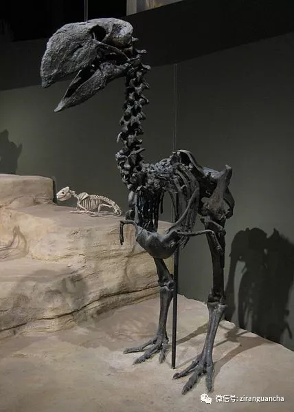 在恐龙灭绝后的很长时间里重达1吨的它曾是地球霸主