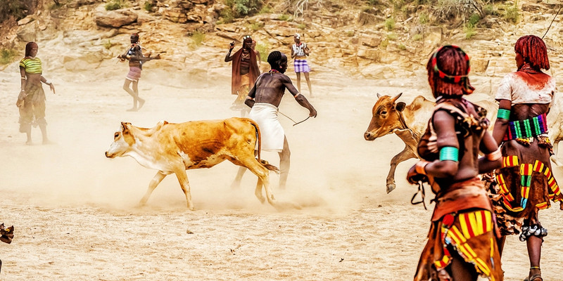 非洲跳牛仪式身子图片