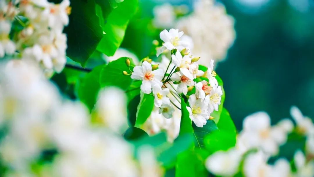 湘东乡村旅游文化节桐花节五月雪配音乐趴本周日白竺喊你来撒欢