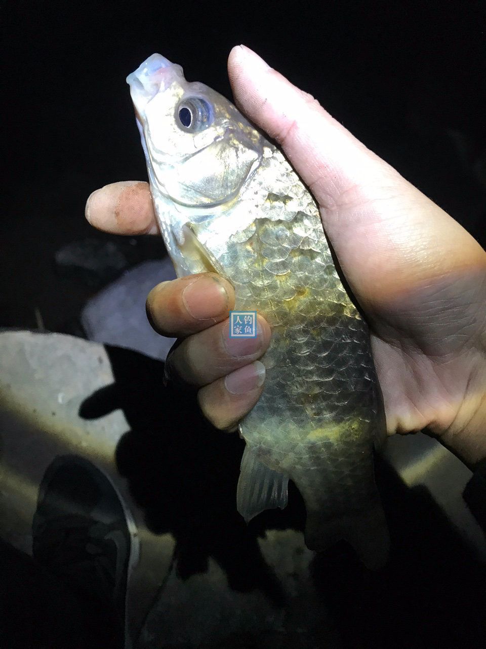 鄉村野湖暴雨夜釣收穫30多條野魚夜晚開啟連竿上魚模式