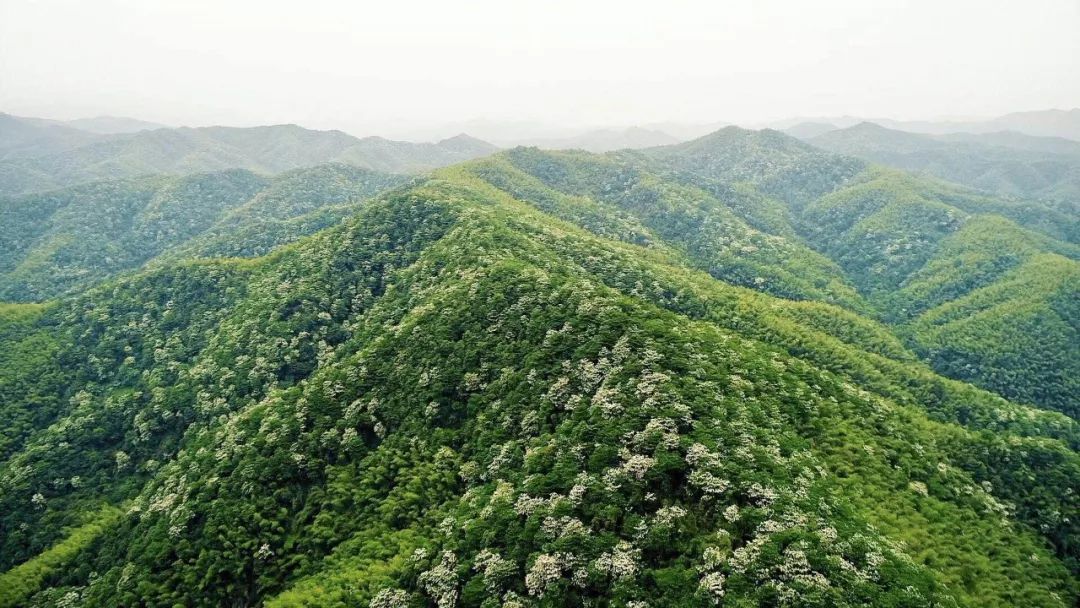 湘东乡村旅游文化节桐花节五月雪配音乐趴本周日白竺喊你来撒欢