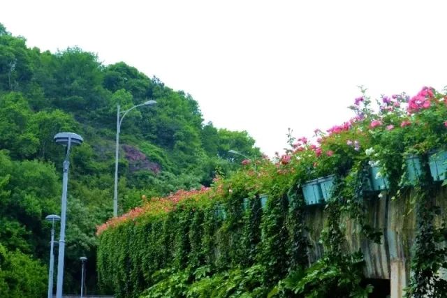 富陽區 郁達夫公園,花塢路,江濱西大道等處都可以看到美美的月季景觀