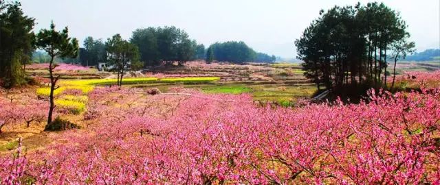 黟县五里桃花