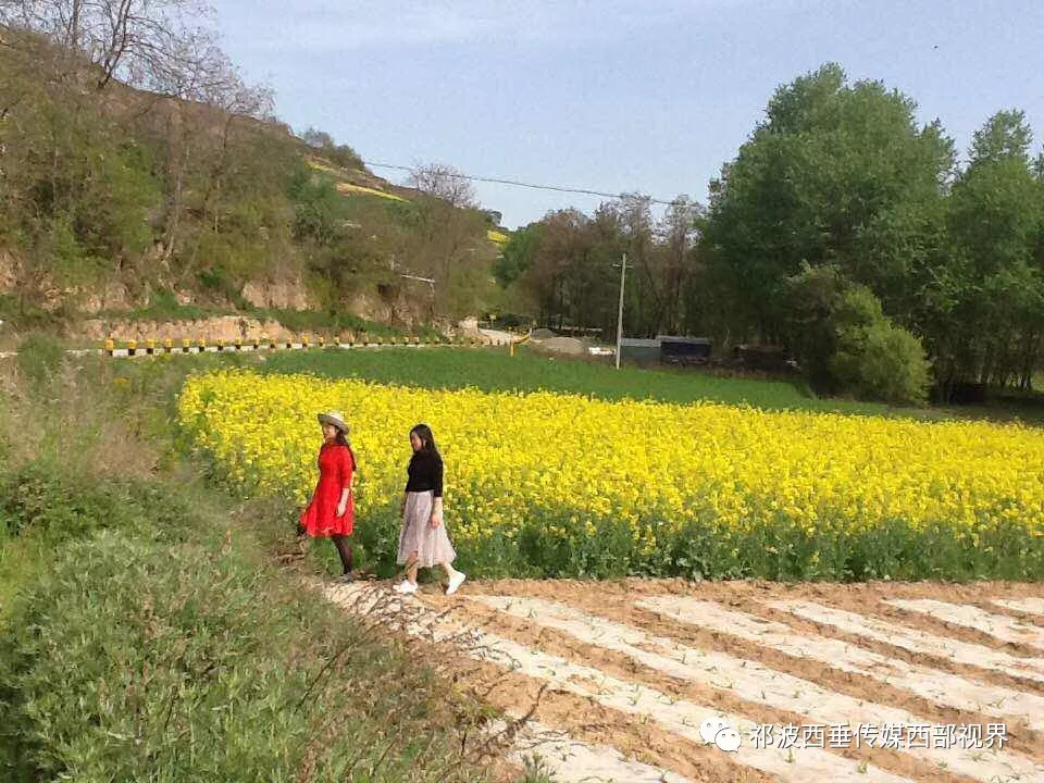 寬川: 油菜花海美如畫