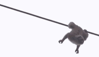 猴子被高压电击中GIF图片