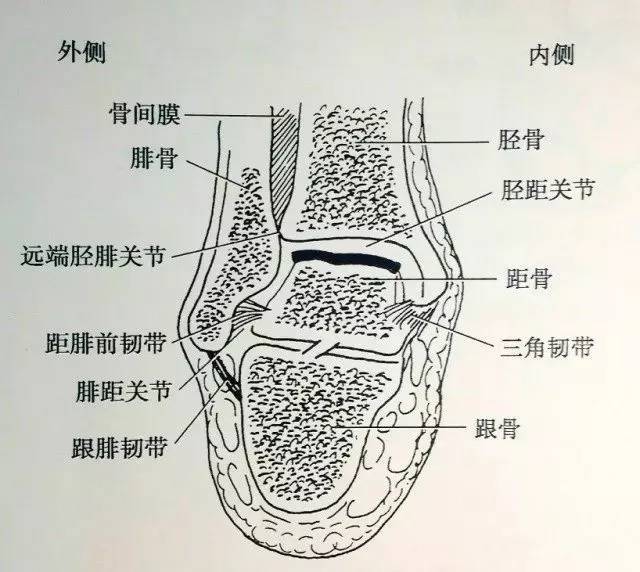 踝关节即距骨小腿关节,由胫,腓骨远端关节面和距骨关节面组成的复合
