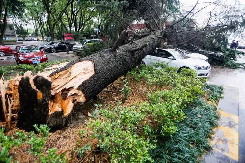 乐莫苑内一50年树龄的雪松昨夜突然断裂,致树下4辆轿车不同程度受损