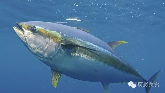 黃鰭金槍魚因為其背鰭和臀鰭呈黃色而得名.