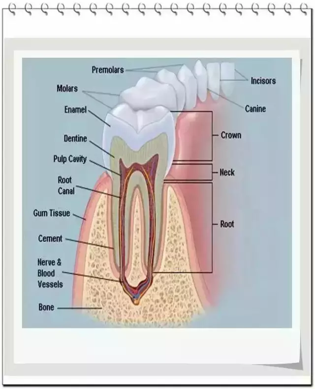 牙齿矫正会影响牙齿松动并导致脱落
