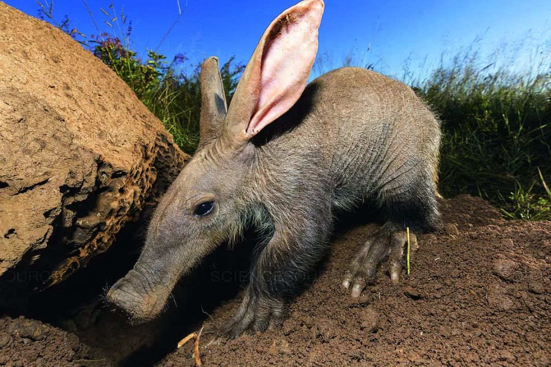 土豚aardvark槽点满满的小怪物