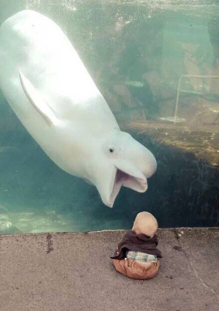 这只白鲸简直是祸害,专干吓孩子的事,还向观众浇水
