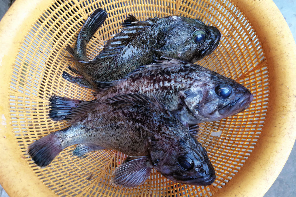 大牙鮃魚老闆魚黑頭和鱸魚全部鮮活菜市場迎來小撥活海鮮