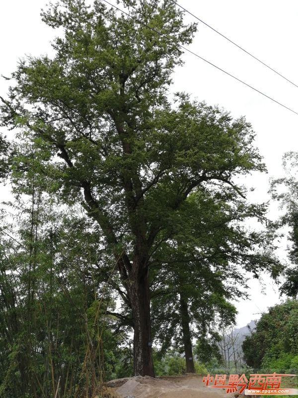 金丝榔树高清图图片