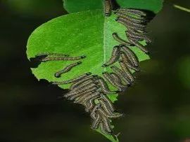 植保预警 5月份黄河以北区域天幕毛虫进入高发期