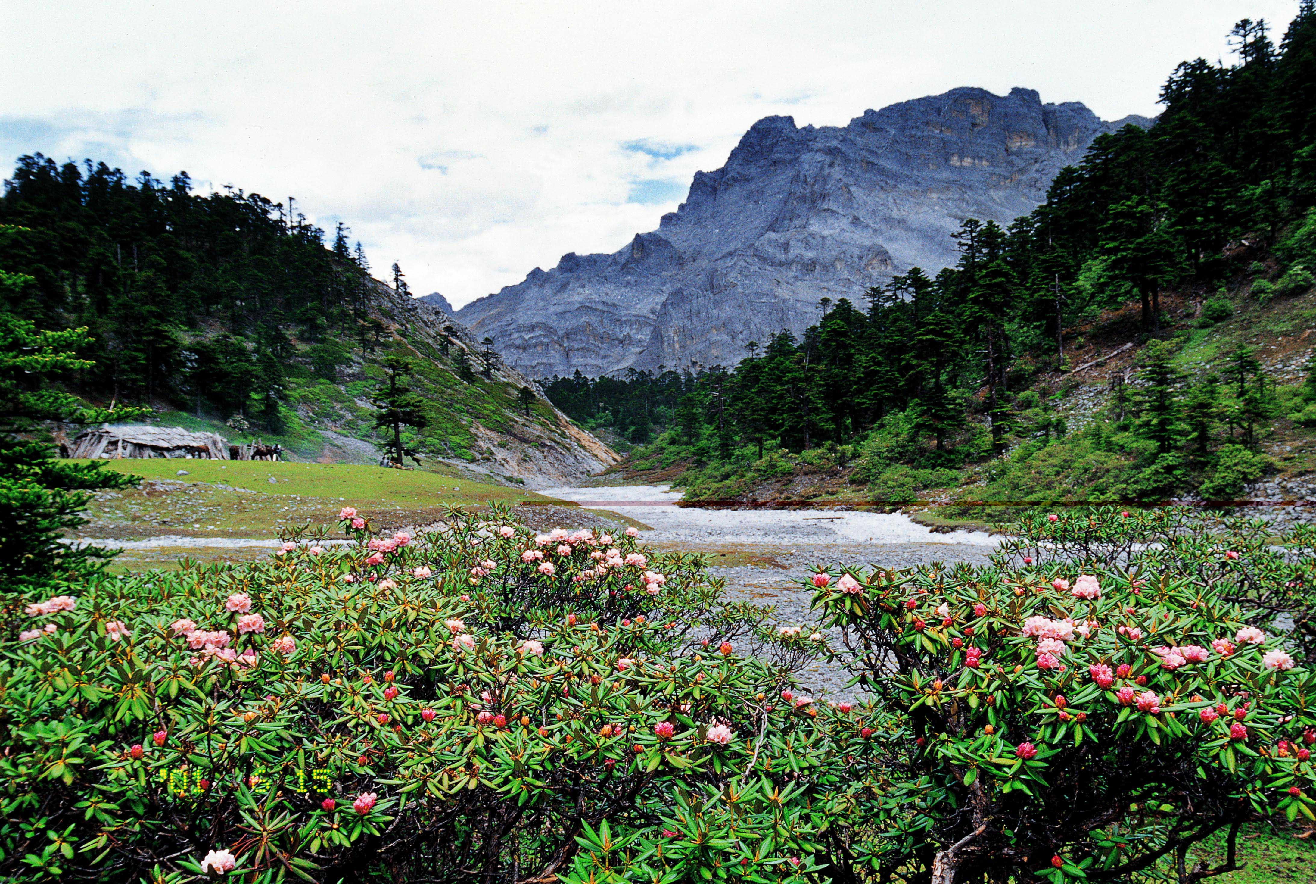 雪山峽谷原始森林鮮花草甸 推薦三條迪慶杜鵑花自駕賞花路線