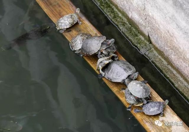 寺庙放生池内的乌龟有灵性,经常回叠起罗汉听佛号