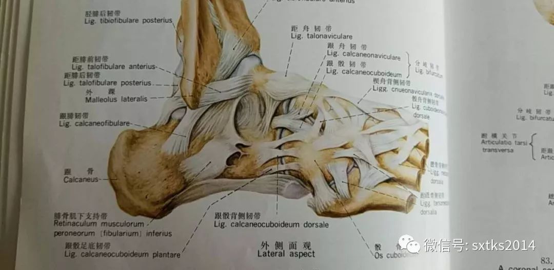 黃主任建議,如果在踝關節扭傷的急性期,需要及時手法復位.