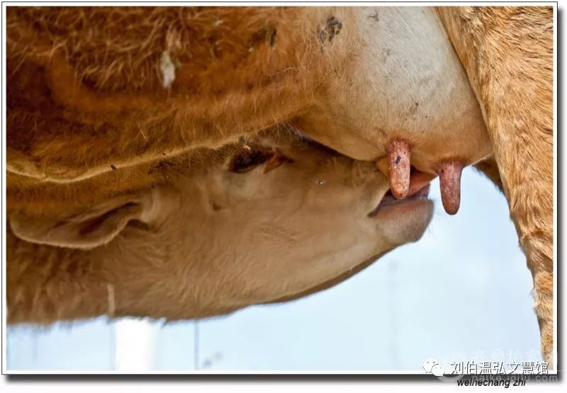 母牛临产前分泌物图片图片