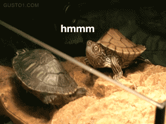乌龟伸头动态图片