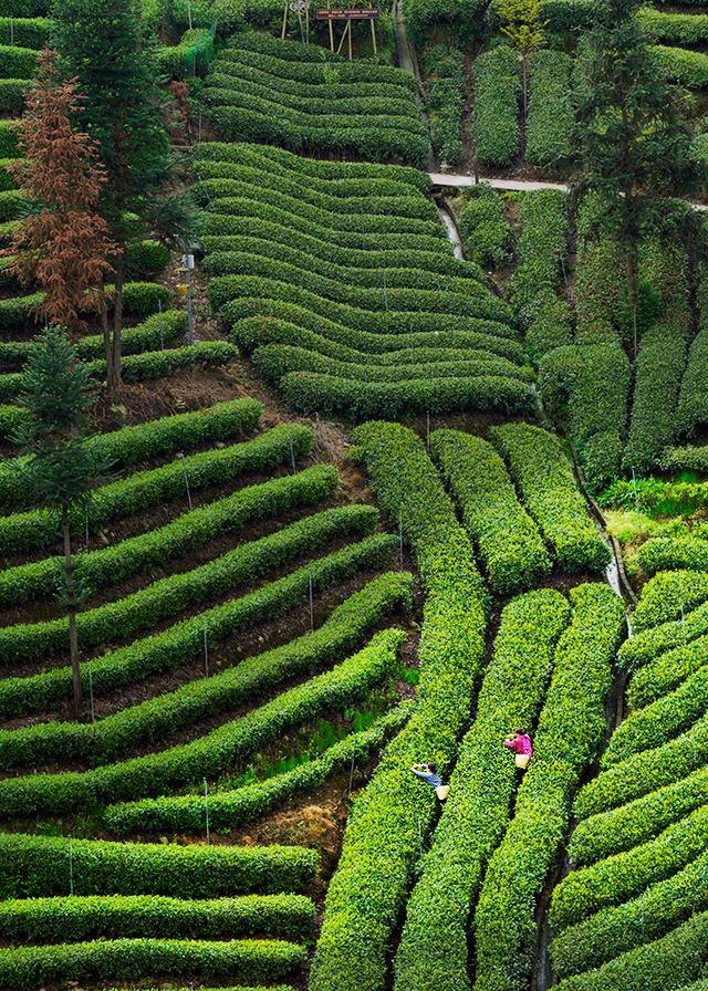 蒙頂山上茶幸福牛碾坪