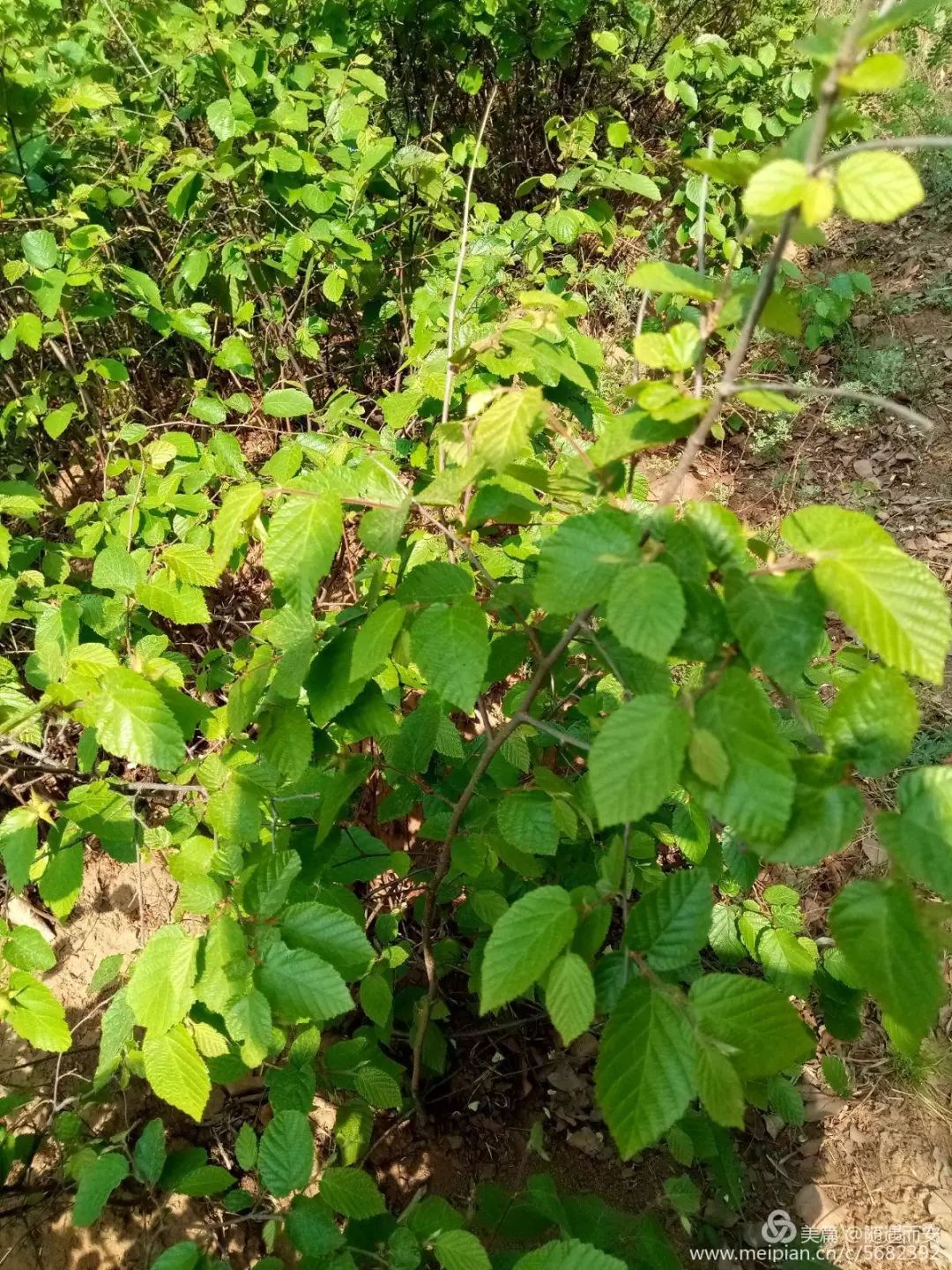 牛荊的.紅紅的果實,好看卻不能吃.