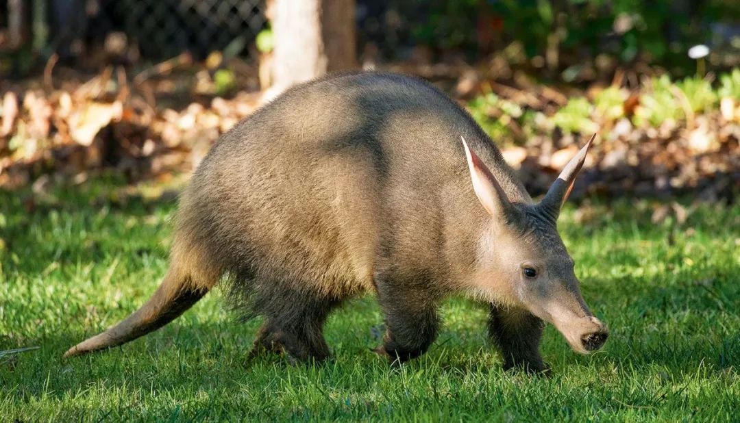 土豚 aardvark:槽点满满的小怪物