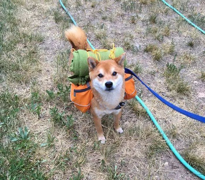 養了柴犬每天都被精神汙染,誰叫這貨是個逗b!