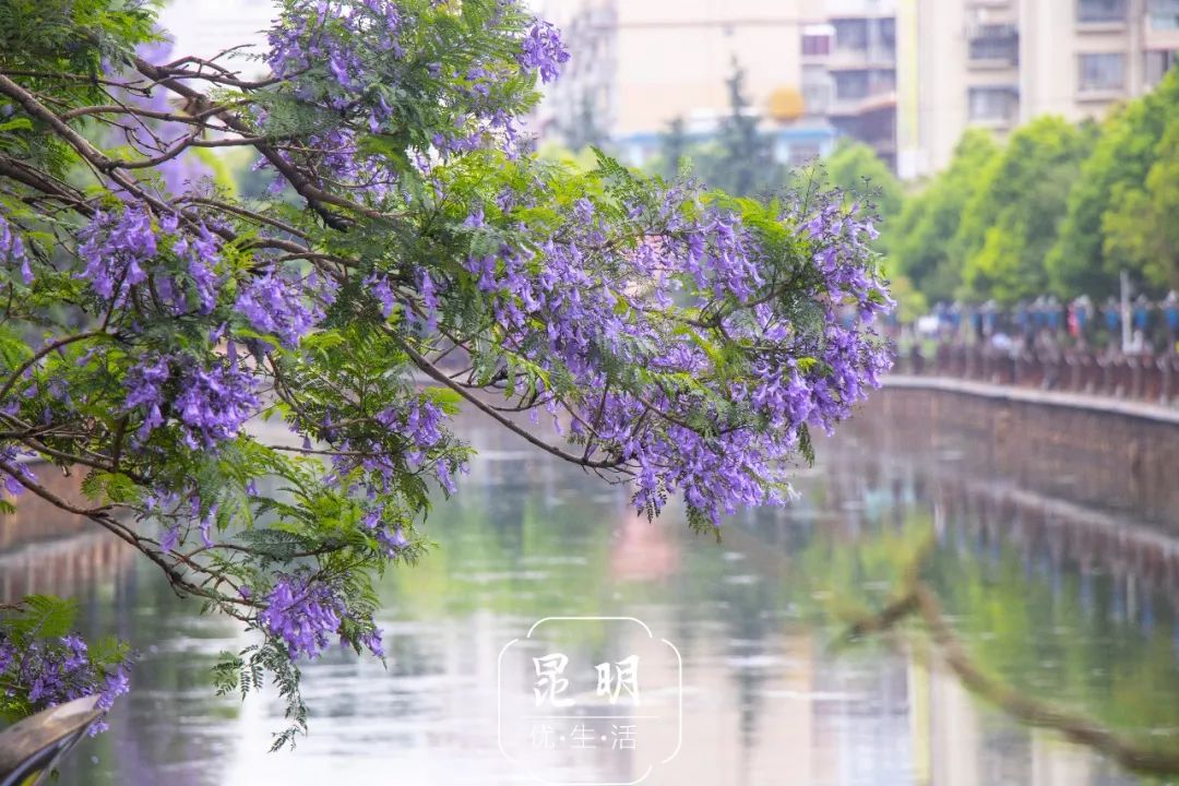 蓝花楹花期(广州蓝花楹花期)