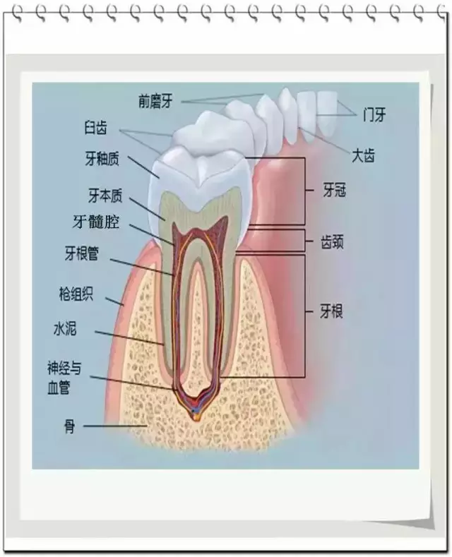 牙齿名称 结构图图片