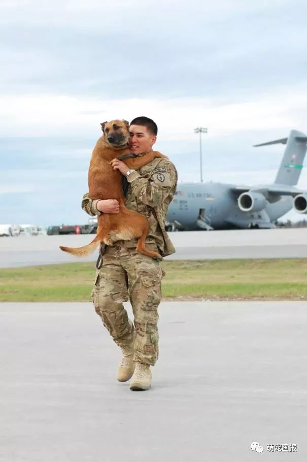 感动人的警犬照片,真是军人最忠诚的伙伴!