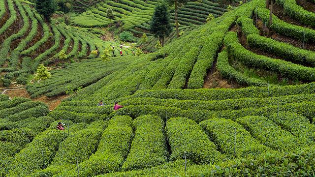 牛碾坪茶叶图片