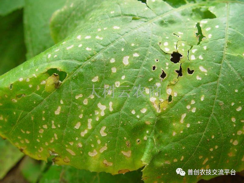 西葫芦炭疽病图谱图片