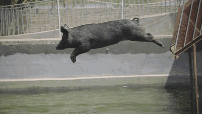 猪跳水动图图片