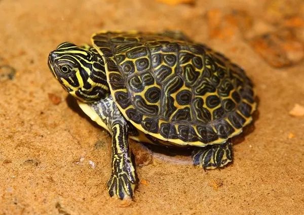 金头闭壳龟焦糖巴西龟现场还有很多来自世界各地的龟龟包你大饱眼福