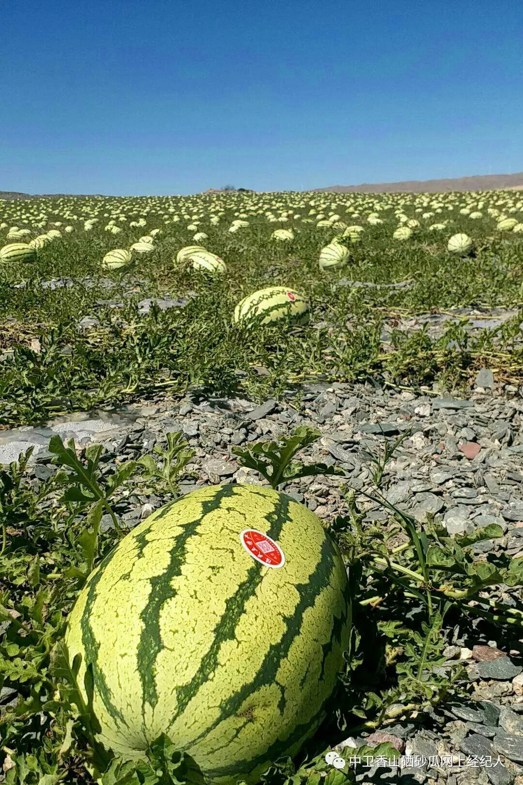 干旱带上的精华宁夏中卫香山硒砂瓜