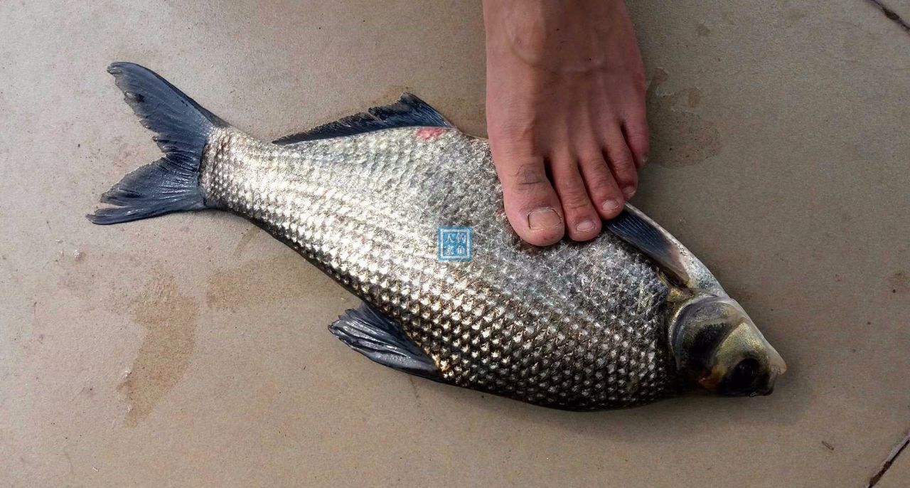 户外野河,收获一条22斤野生鳊鱼,误打误撞爆钓满满的一桶大鱼