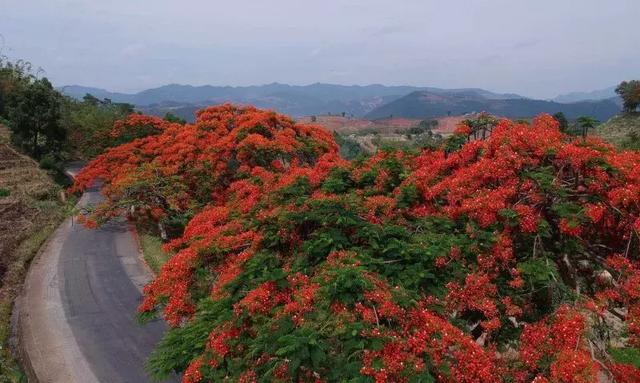 戛洒江畔花满地 凤凰花开惹人醉