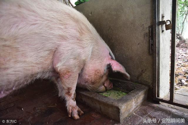 汶川地震埋36天获救的猪坚强看看生活的怎么样了