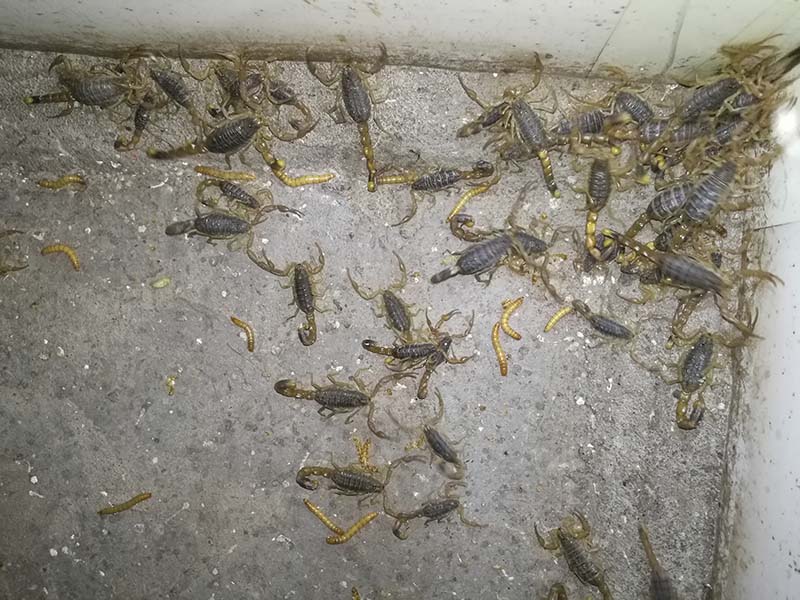 螳螂,蜘蛛等昆虫等等,所以说一定不能让这些天敌进入蝎子养殖房间里