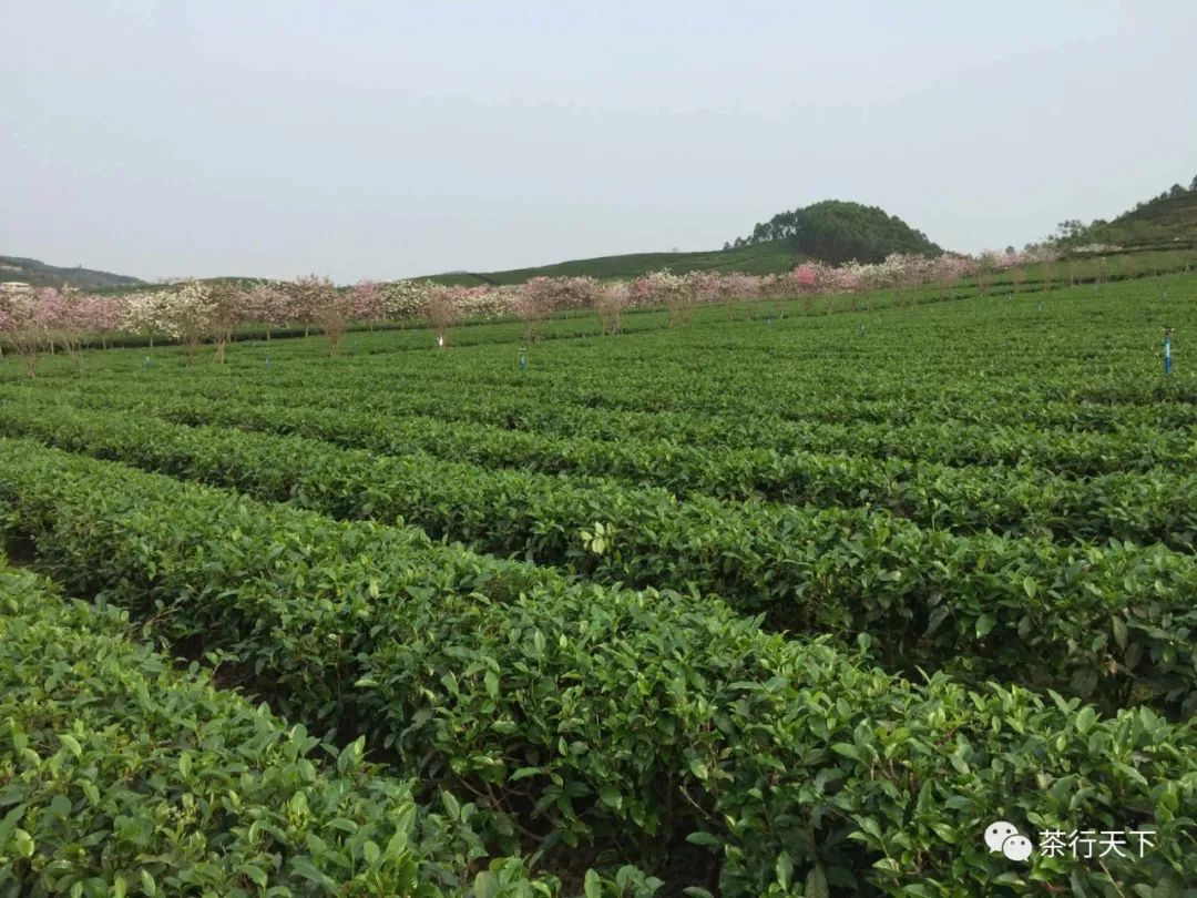 t三有机茶园英德积庆里茶业有限公司积庆里茶园梅州雁南飞茶田有限公